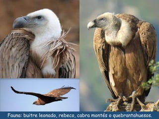 Fauna: buitre leonado, rebeco, cabra montés o quebrantahuesos. 
 