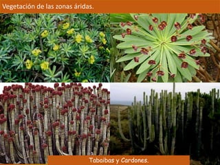 Vegetación de las zonas áridas. 
Tabaibas y Cardones. 
 