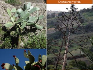Chumberas y pitas. 
 