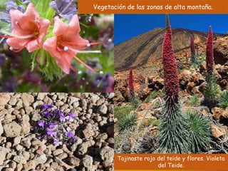 Vegetación de las zonas de alta montaña. 
Vegetación de alta montaña 
Tajinaste rojo del teide y flores. Violeta 
del Teide. 
 
