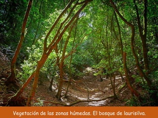 Vegetación de las zonas húmedas. El bosque de laurisilva. 
 