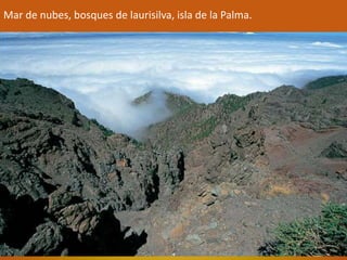 Mar de nubes, bosques de laurisilva, isla de la Palma. 
 