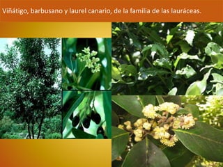 Viñátigo, barbusano y laurel canario, de la familia de las lauráceas. 
 