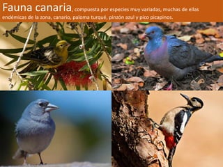 Fauna canaria, compuesta por especies muy variadas, muchas de ellas 
endémicas de la zona, canario, paloma turqué, pinzón azul y pico picapinos. 
 