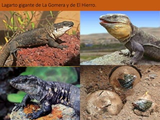 Lagarto gigante de La Gomera y de El Hierro. 
