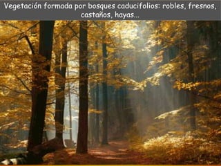 Vegetación formada por bosques caducifolios: robles, fresnos, 
castaños, hayas... 
 