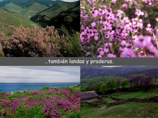 …también landas y praderas. 
 