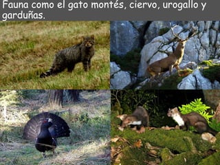 Fauna como el gato montés, ciervo, urogallo y 
garduñas. 
 