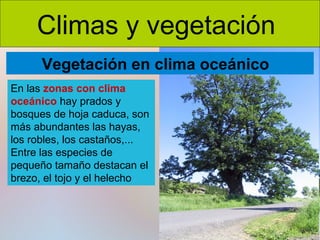Climas y vegetación
Vegetación en clima oceánico
En las zonas con clima
oceánico hay prados y
bosques de hoja caduca, son
más abundantes las hayas,
los robles, los castaños,...
Entre las especies de
pequeño tamaño destacan el
brezo, el tojo y el helecho

 