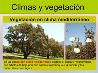Climas y vegetación
Vegetación en clima mediterráneo

En las zonas con clima mediterráneo destaca el bosque mediterráneo,
con árboles de hoja perenne como el alcornoque o la encina, y los
matorrales como la jara.

 
