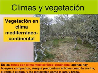 Climas y vegetación
Vegetación en
clima
mediterráneocontinental

En las zonas con clima mediterráneo-continental apenas hay
bosques compactos, aunque predominan árboles como la encina,
el roble o el pino, y los matorrales como la jara y brezo.

 