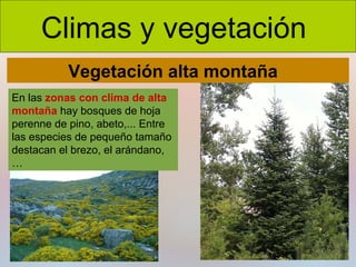 Climas y vegetación
Vegetación alta montaña
En las zonas con clima de alta
montaña hay bosques de hoja
perenne de pino, abeto,... Entre
las especies de pequeño tamaño
destacan el brezo, el arándano,
…

 