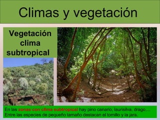 Climas y vegetación
Vegetación
clima
subtropical

En las zonas con clima subtropical hay pino canario, laurisilva, drago,...
Entre las especies de pequeño tamaño destacan el tomillo y la jara.

 