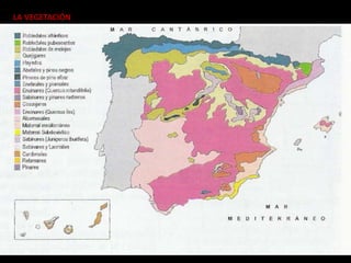 LA VEGETACIÓN
 