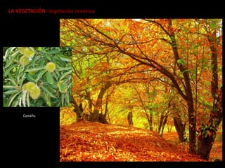LA VEGETACIÓN. Vegetación oceánica
Castaño
 