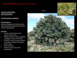 LA VEGETACIÓN. Vegetación Mediterránea
BOSQUE MATORRAL
MEDITERRÁNEO
a) Formaciones arbóreas
Características:
Bosques despejados, de hoja perenne.
Hojas pequeñas y endurecidas. De talla
media y copa globular.
Especies:
• Encinas y alcornoques como
especies dominantes
• Robles melojos (en zonas elevadas)
y quejigos en zonas más secas)
• Coníferas : pinos en zonas costeras
o elevadas y sabinas en zonas de
mayor aridez.
• Olivos silvestres.
• Palmitos en zonas de costa
meridionales
Encinar
 