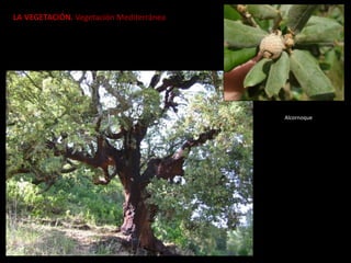LA VEGETACIÓN. Vegetación Mediterránea
Alcornoque
 