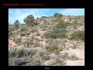 LA VEGETACIÓN. Vegetación Mediterránea
Garriga
 