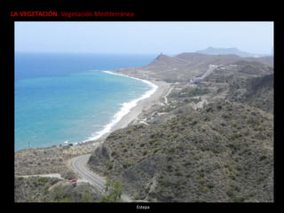LA VEGETACIÓN. Vegetación Mediterránea
Estepa
 