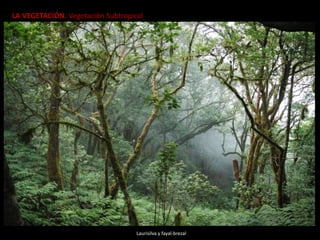 LA VEGETACIÓN. Vegetación Subtropical
Laurisilva y fayal-brezal
 