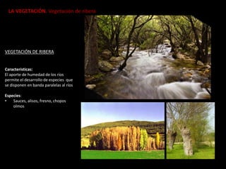LA VEGETACIÓN. Vegetación de ribera
VEGETACIÓN DE RIBERA
Características:
El aporte de humedad de los ríos
permite el desarrollo de especies que
se disponen en banda paralelas al ríos
Especies:
• Sauces, alisos, fresno, chopos
olmos
 