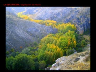 LA VEGETACIÓN. Vegetación de ribera
 