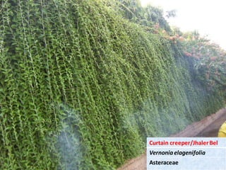 Curtain creeper/JhalerBel
Vernoniaelagenifolia
Asteraceae
 