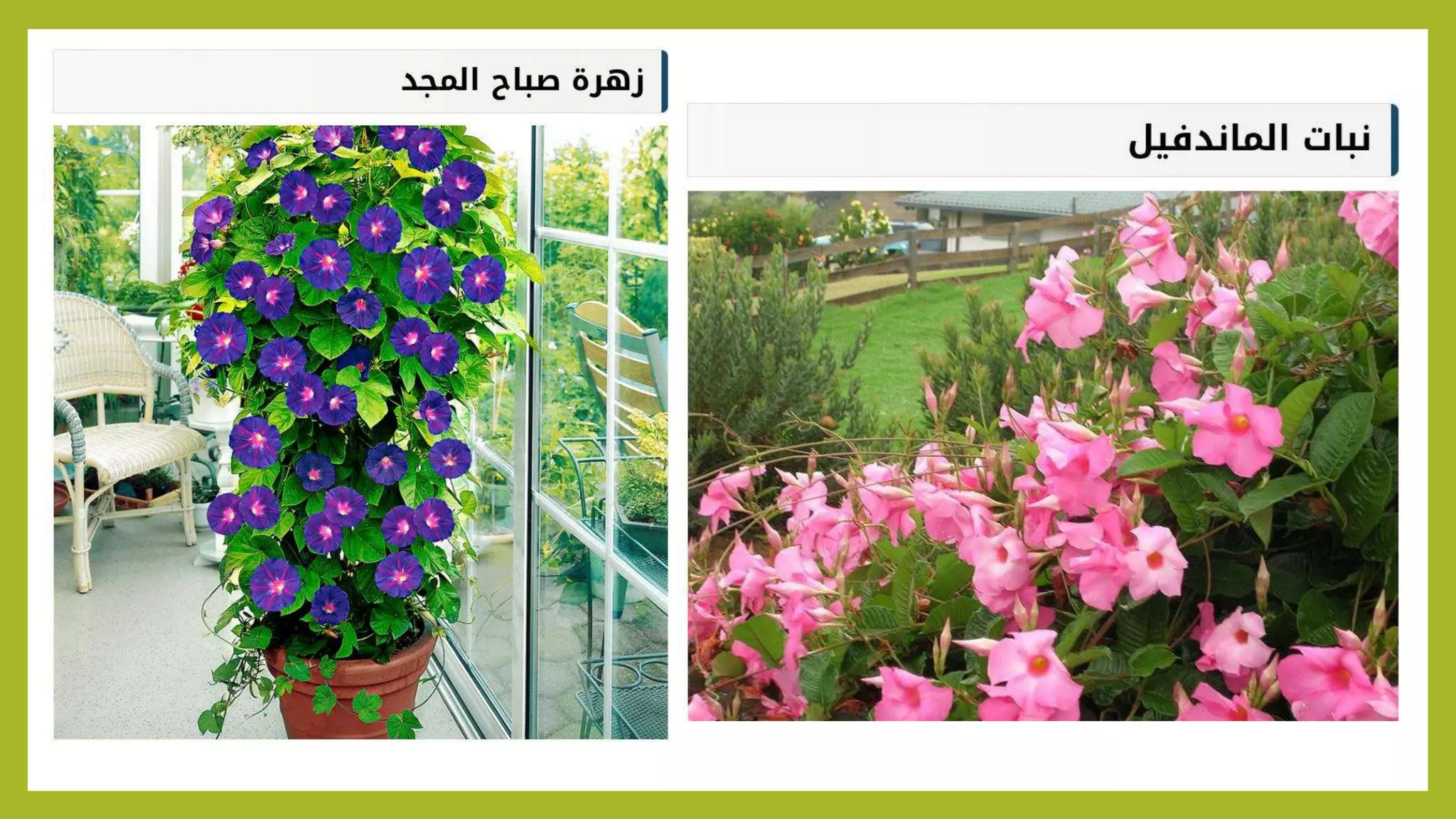 Climbers Plants Landscape Pptx