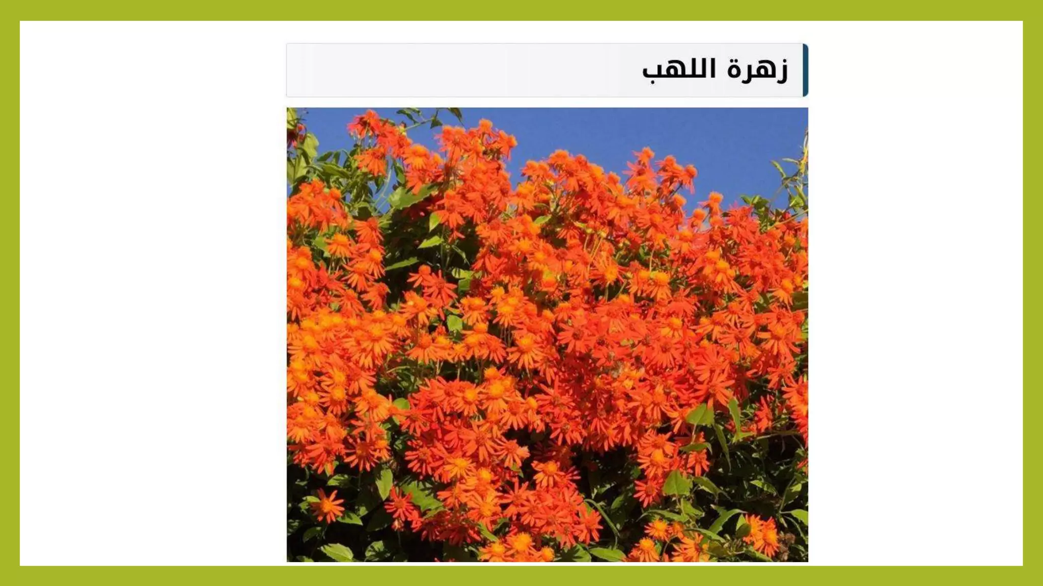 Climbers Plants Landscape Pptx