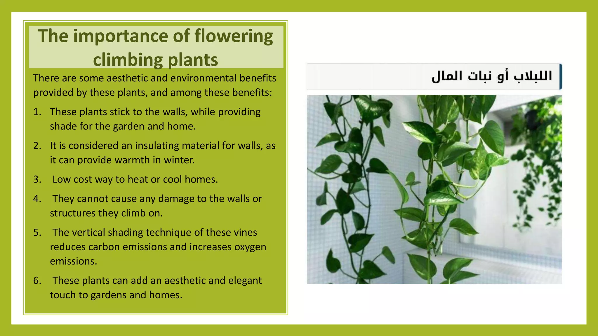 Climbers Plants Landscape Pptx