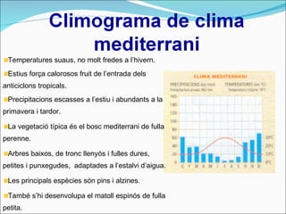 Temperatures suaus, no molt fredes a l’hivern. Estius força calorosos fruit de l’entrada dels anticiclons tropicals. Precipitacions escasses a l’estiu i abundants a la primavera i tardor. La vegetació típica és el bosc mediterrani de fulla perenne. Arbres baixos, de tronc llenyós i fulles dures, petites i punxegudes,  adaptades a l’estalvi d’aigua. Les principals espècies són pins i alzines. També s’hi desenvolupa el matoll espinós de fulla petita. 