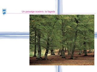 Un paisatge oceànic: la fageda 