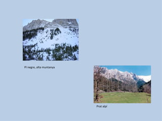 Pí negre, alta muntanya




                          Prat alpí
 