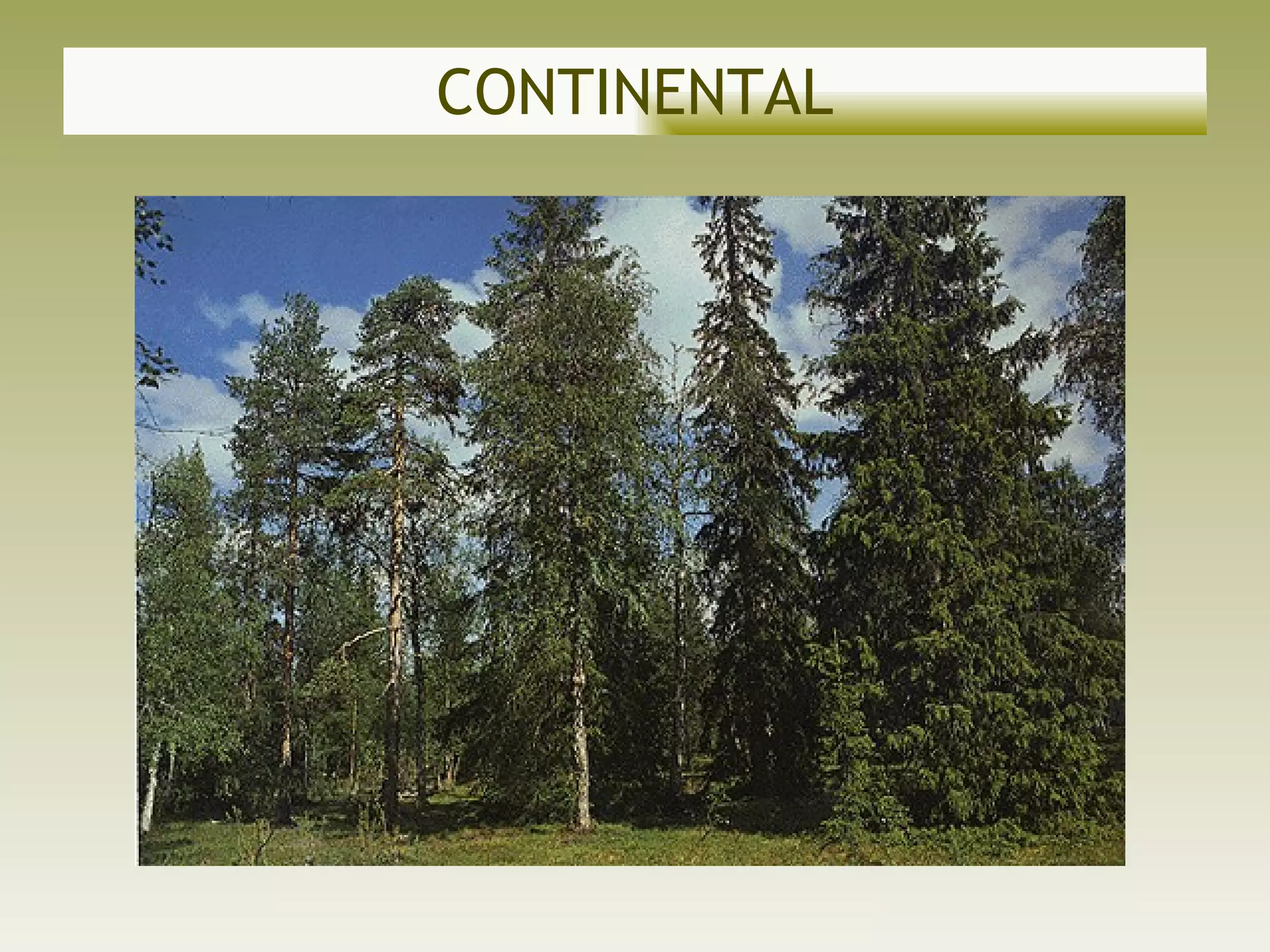 CONTINENTAL 
