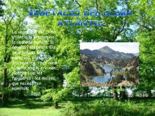 La vegetació del clima
atlàntic hi predomina
la roureda humida, la
fageda i els prats. Els
seus boscos són
espessos, i la llum del
Sol penetra, i per això
al sotabosc hi creixen
plantes com les
falgueres i les molses,
que necessiten
humitat.
 
