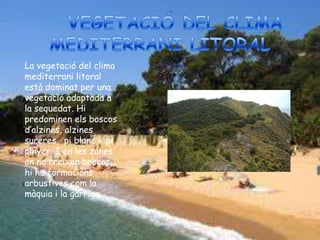 La vegetació del clima
mediterrani litoral
està dominat per una
vegetació adaptada a
la sequedat. Hi
predominen els boscos
d’alzines, alzines
sureres, pi blanc i pi
pinyer. I en les zones
on no creixen boscos,
hi ha formacions
arbustives com la
màquia i la garriga.
 