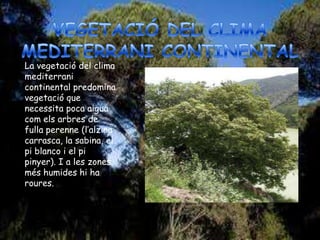 La vegetació del clima
mediterrani
continental predomina
vegetació que
necessita poca aigua
com els arbres de
fulla perenne (l’alzina
carrasca, la sabina, el
pi blanco i el pi
pinyer). I a les zones
més humides hi ha
roures.
 