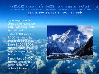 En la vegetació del
clima d’alta muntanya
o alpí, varia segons la
seva altitud.
Entre 1.500 metres i
2.300 metres hi ha
boscos de coníferes.
Entre 2.300 i 3.000
metres només creix
vegetació quan la neu
és fon.
I superiors a 3.000
metres la vegetació
queda reduïda a
molses i líquens.
 