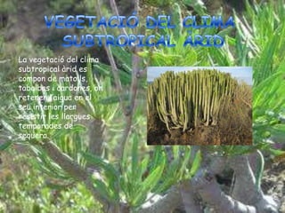 La vegetació del clima
subtropical àrid es
compon de matolls,
tabaibas i cardones, on
retenen l’aigua en el
seu interior per
resistir les llargues
temporades de
sequera.
 