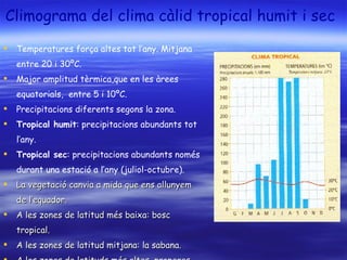 Climograma del clima càlid tropical humit i sec   Temperatures força altes tot l’any. Mitjana entre 20 i 30ºC.  Major amplitud tèrmica,que en les àrees equatorials,  entre 5 i 10ºC.  Precipitacions diferents segons la zona. Tropical humit : precipitacions abundants tot l’any. Tropical sec : precipitacions abundants només durant una estació a l’any (juliol-octubre). La vegetació canvia a mida que ens allunyem de l’equador. A les zones de latitud més baixa: bosc tropical. A les zones de latitud mitjana: la sabana. A les zones de latituds més altes, properes als deserts: l’estepa. 