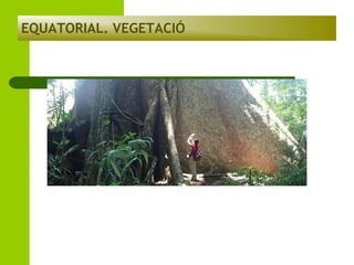 EQUATORIAL. VEGETACIÓ

 