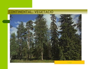 CONTINENTAL. VEGETACIÓ

Taiga

 
