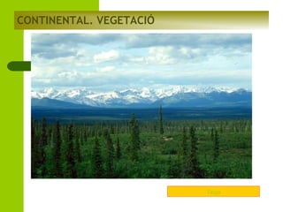 CONTINENTAL. VEGETACIÓ

Taiga

 