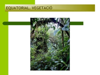 EQUATORIAL. VEGETACIÓ

 