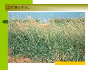 CONTINENTAL

Pradera

 