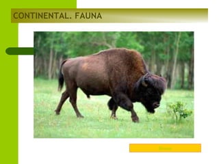 CONTINENTAL. FAUNA

Bisont

 