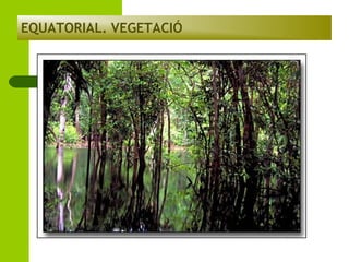 EQUATORIAL. VEGETACIÓ

 