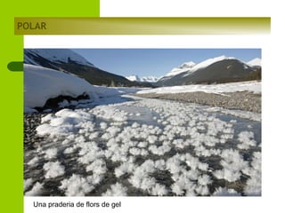 POLAR

Una praderia de flors de gel

 