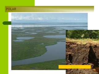 POLAR

Turberas

 