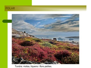 POLAR

Tundra: molsa, líquens i flors petites.

 